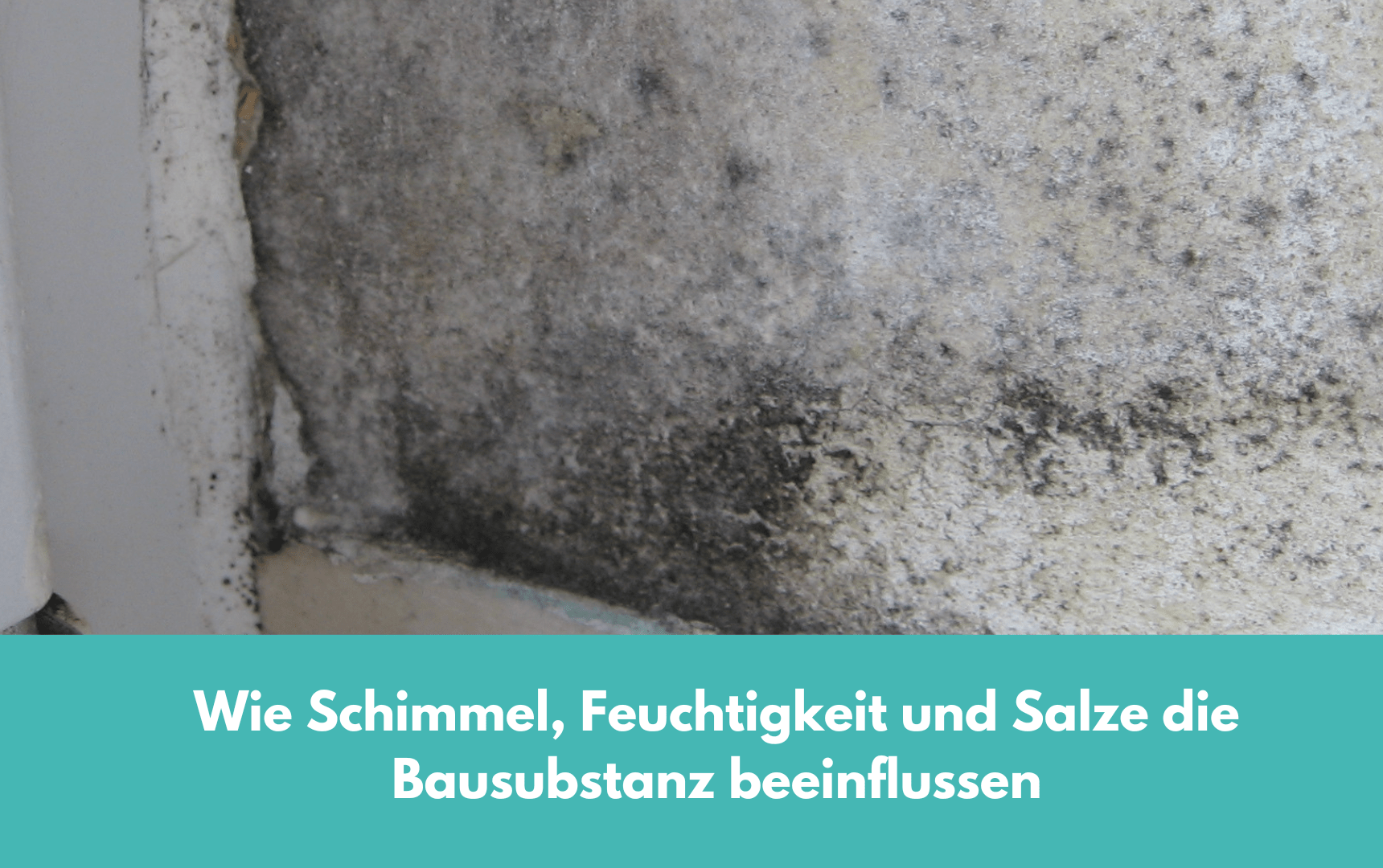 Wie Schimmel, Feuchtigkeit und Salze die Bausubstanz beeinflussen BausachverstÃ¤ndige Baugutachter Paderborn LÃ¼nen und Dortmund