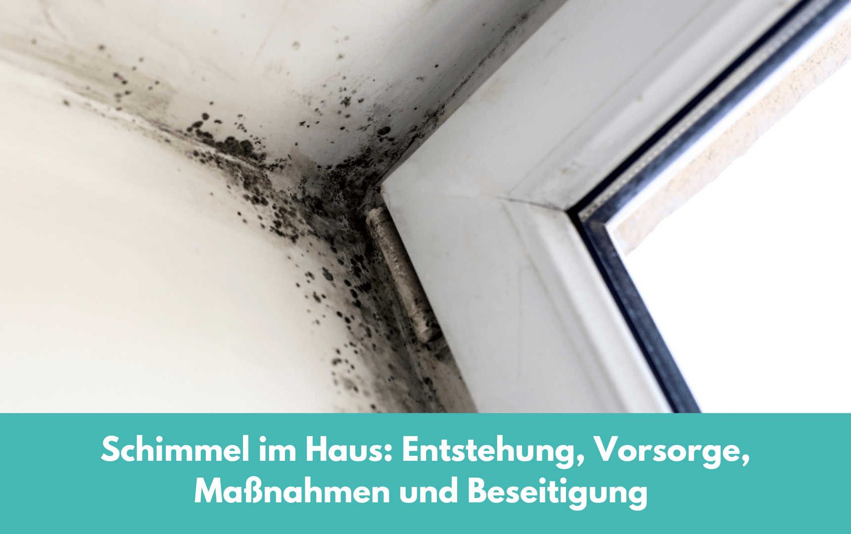 Schimmel im Haus: Entstehung, Vorsorge, MaÃŸnahmen und Beseitigung - BausachverstÃ¤ndige Paderborn, LÃ¼nen, Dortmund